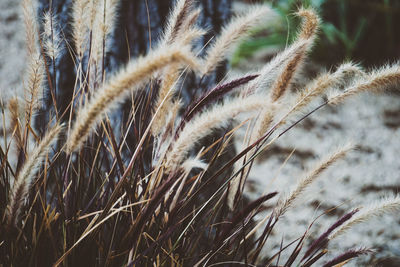 Close-up of purple fountain grass 