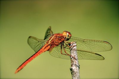 Close-up of dragonfly on twig