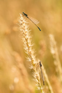 Close-up of insect on plant at field