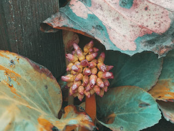 High angle view of dry leaves on plant