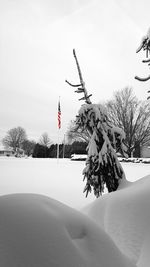 Trees on landscape