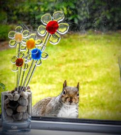 Close-up of cat by flowers