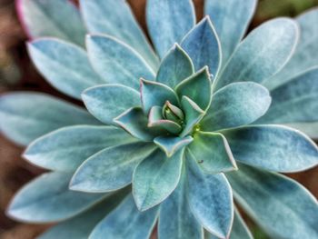 Close-up of succulent plant