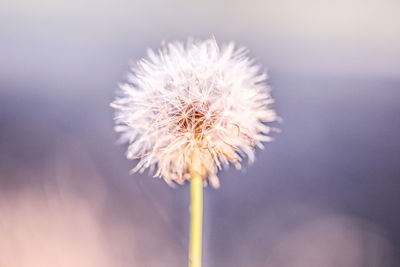 Close-up of wilted dandelion flower against white background