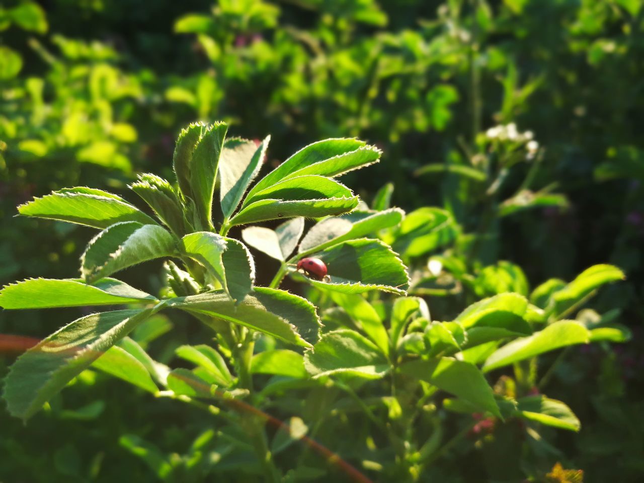 growth, leaf, green color, plant, nature, fruit, day, close-up, outdoors, no people, freshness, beauty in nature