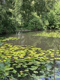 Scenic view of lake in forest