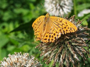 Close-up of butterfly pollinating on flower