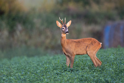 Roe deer capreolus capreolus in natural habitat. roe buck standing.