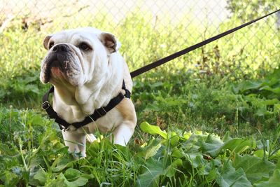 Portrait of a dog on grass