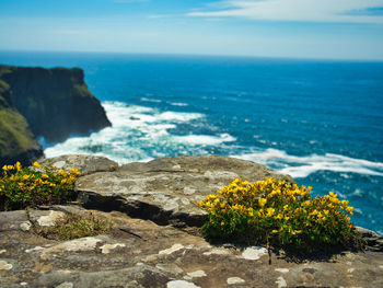 Bunch of wildflowers growing on one of the rocks on cliffs of mother. 