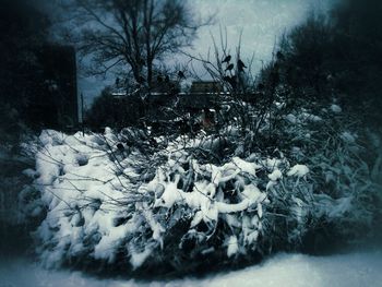 Snow covered trees