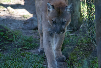 Close-up of a cat on field