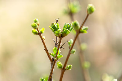 Close-up of flower buds growing outdoors