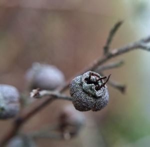 Close-up of seed capsule