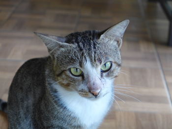 Close-up portrait of a cat