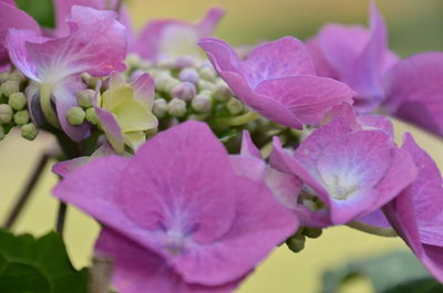 Close-up of purple flowers blooming outdoors