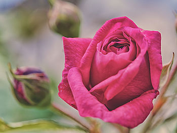 Close-up of rose bouquet