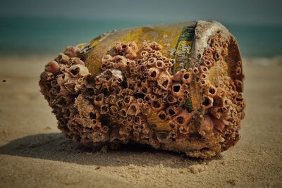 Close-up of coral on waste container at beach