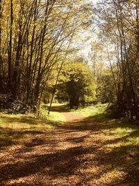 Trees in forest during autumn