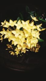 Close-up of flower against black background