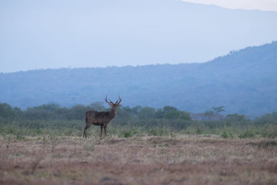 Rusa timorensis at savana baluran national park, indonesia