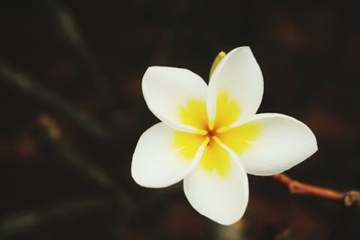 Close-up of white flower