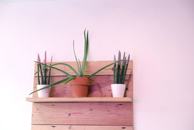 Close-up of potted plant against wall