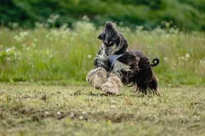 Afghan borzoi dog running fast and chasing lure across green field at dog racing competion