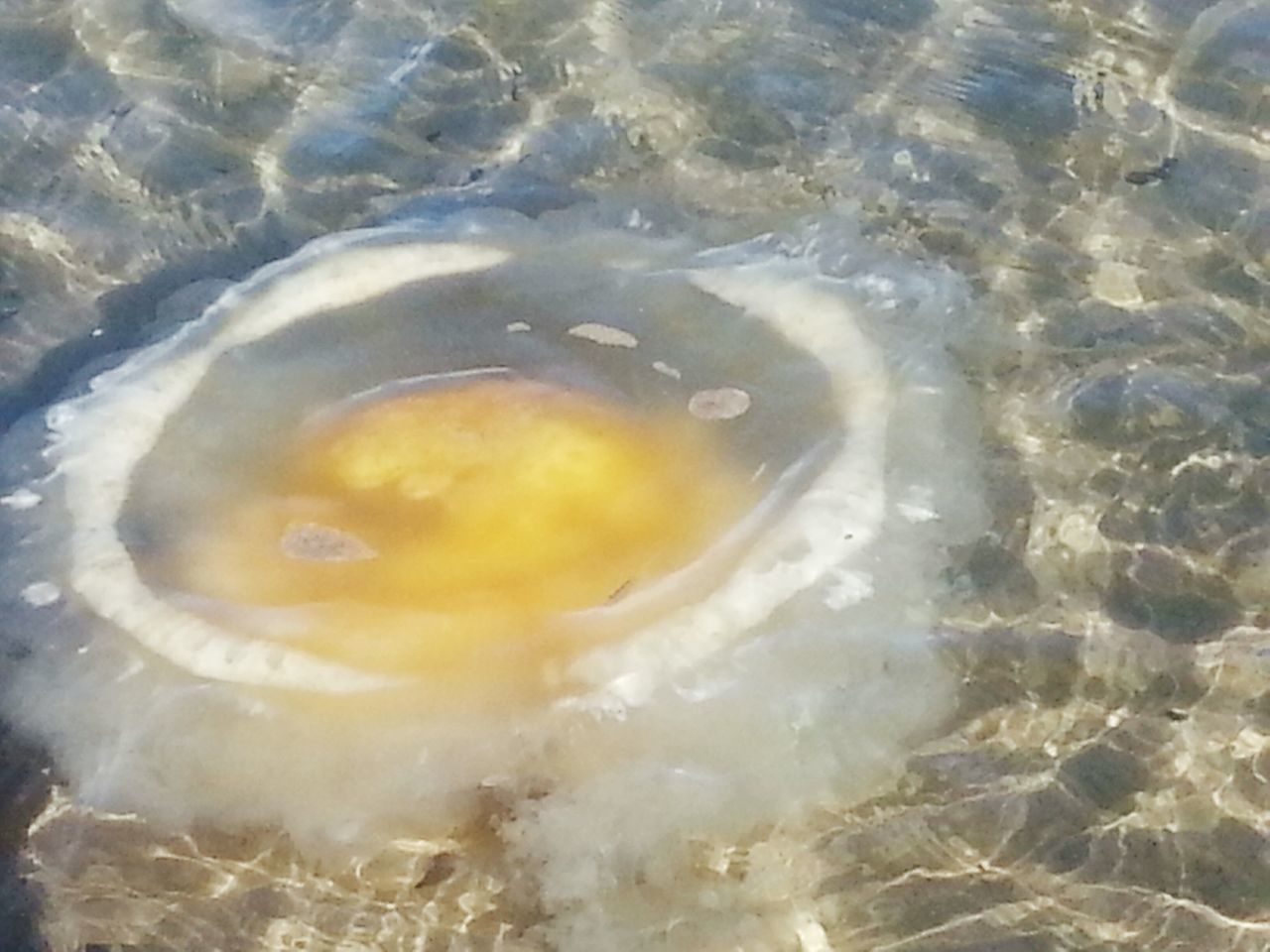 Jellyfish in the Bay