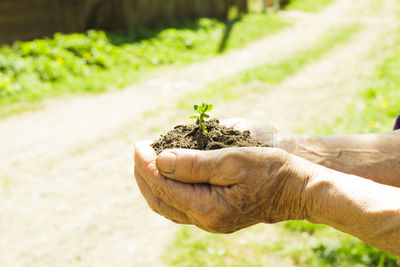 Close-up of hand holding plant