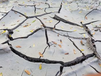 High angle view of dry leaves on tree