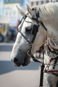 Mackinac island