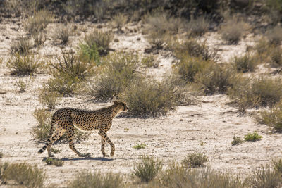 Cheetah walking on dry land in kgalagadi transfrontier park, south africa 