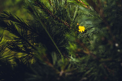 Close-up of plant