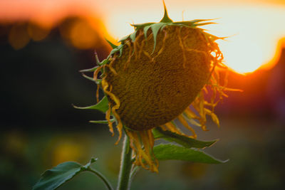 Sonnenblume im sonnenuntergang 