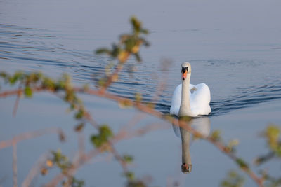 Close-up of bird in lake