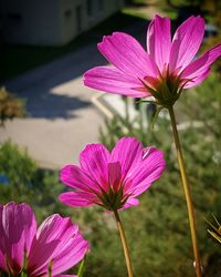 Close-up of pink flowers