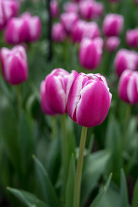 Close-up of pink tulip flowers