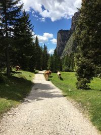 Cows grazing on field against sky