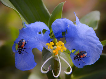 Close-up of bee pollinating on purple flower