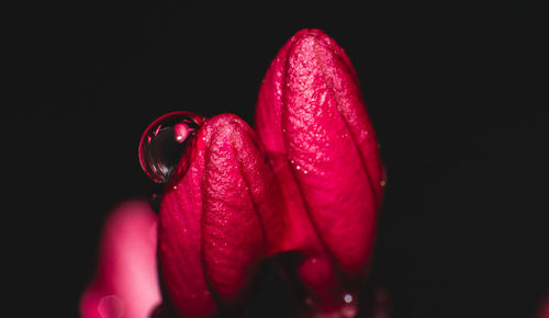 Close-up of pink flower against black background