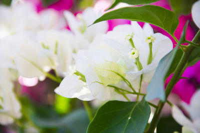 Close-up of white flowering plant