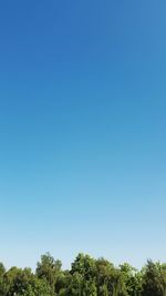 Low angle view of trees against clear blue sky