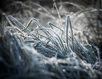 Close-up of snow