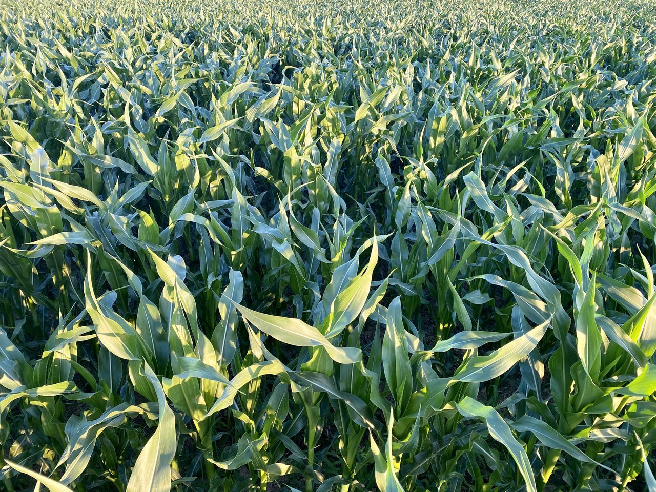 CROPS GROWING ON FIELD