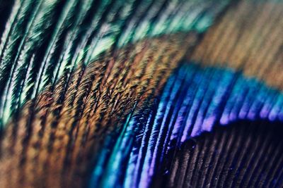 Full frame shot of multi colored feather