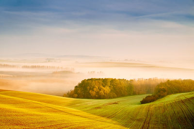 Scenic view of agricultural field against sky