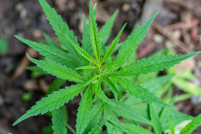 Close-up of plant growing in field