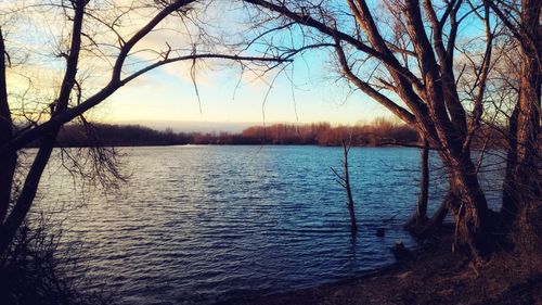 Bare trees by lake