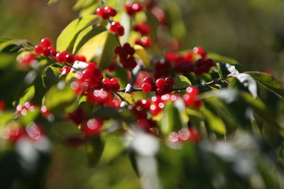 Close-up of red berries growing on tree